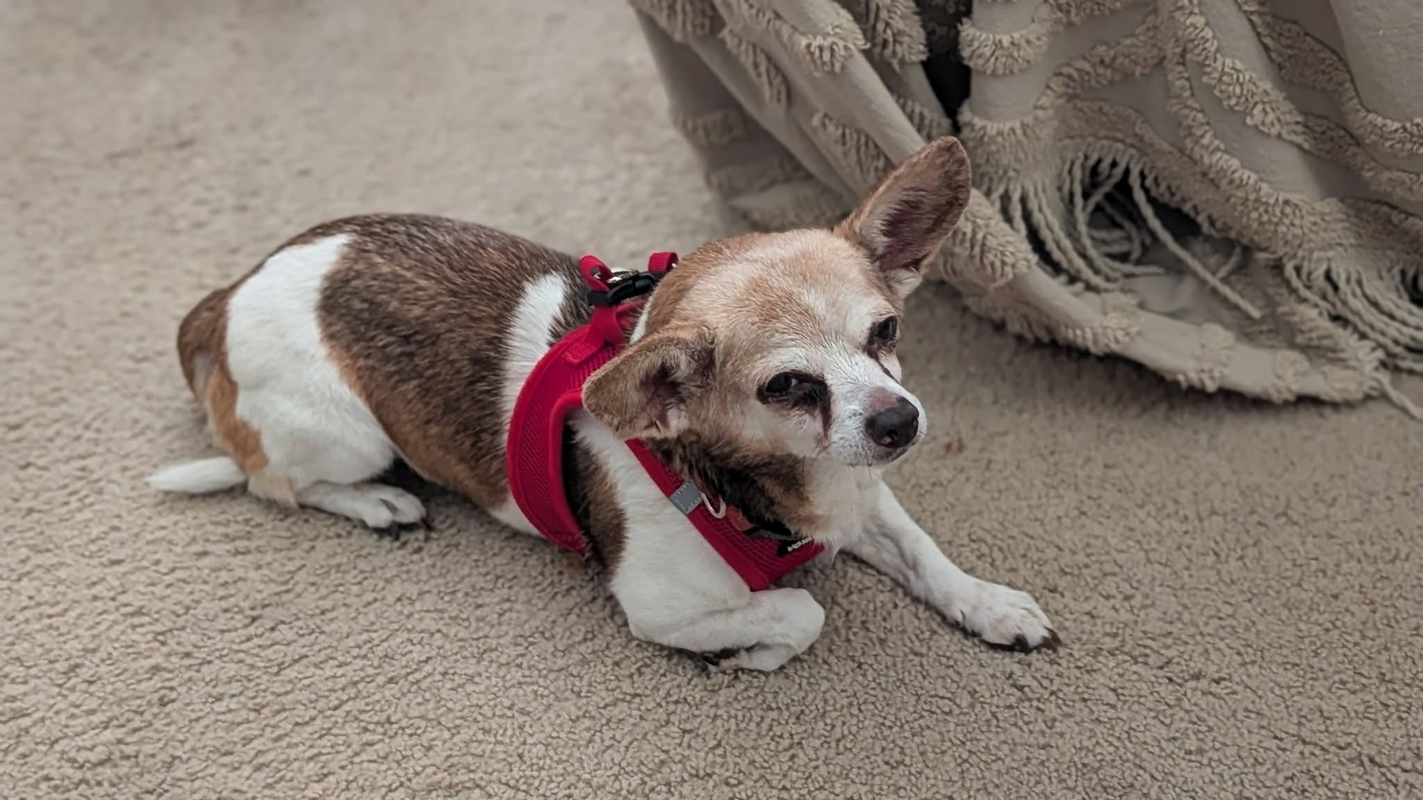 A senior chihuahua in a red harness resting on a soft carpet