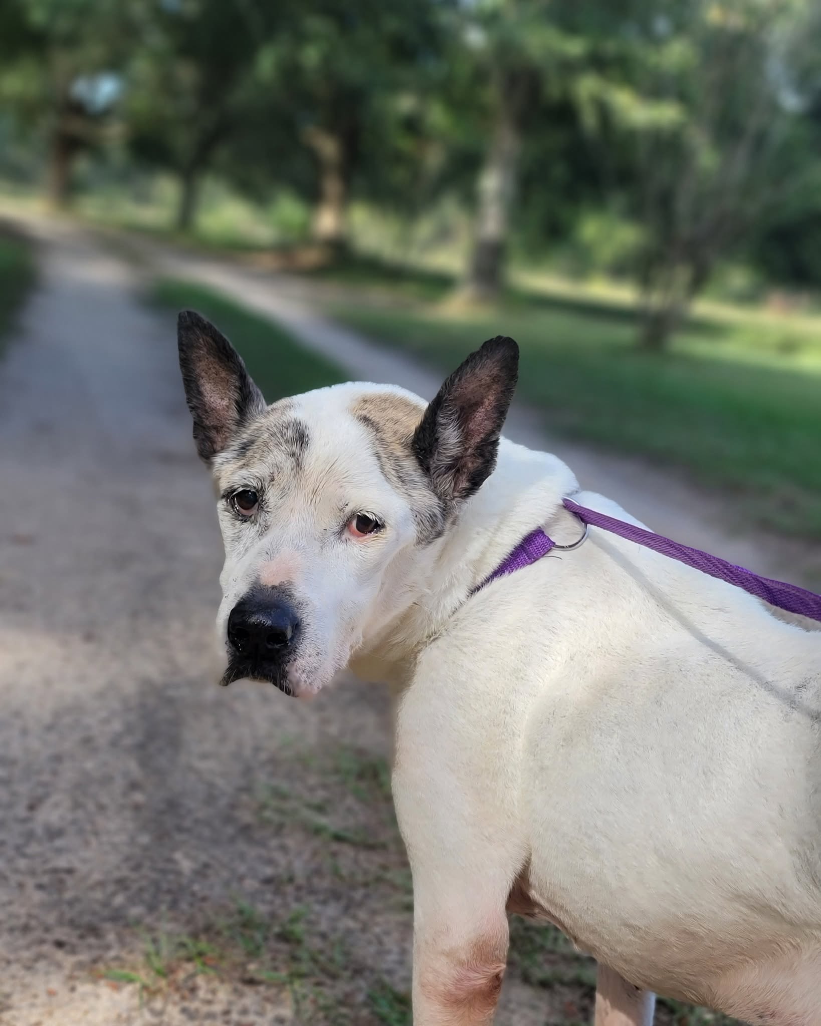 Chloe, a white senior dog we cared for through her special medical needs